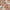 VICTORY PATTERN